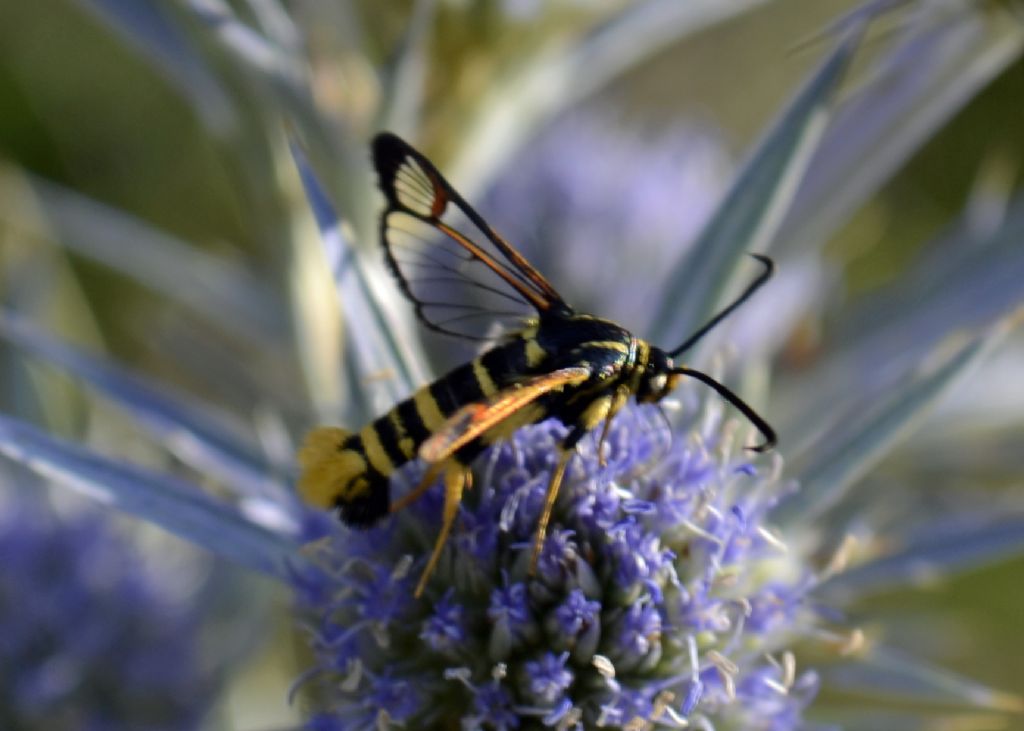 Synanthedon vespiformis?